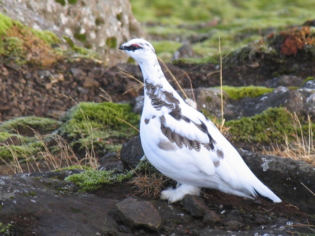 Im Winterkleid sind die Schneehühner im Herbst gut sichtbar.