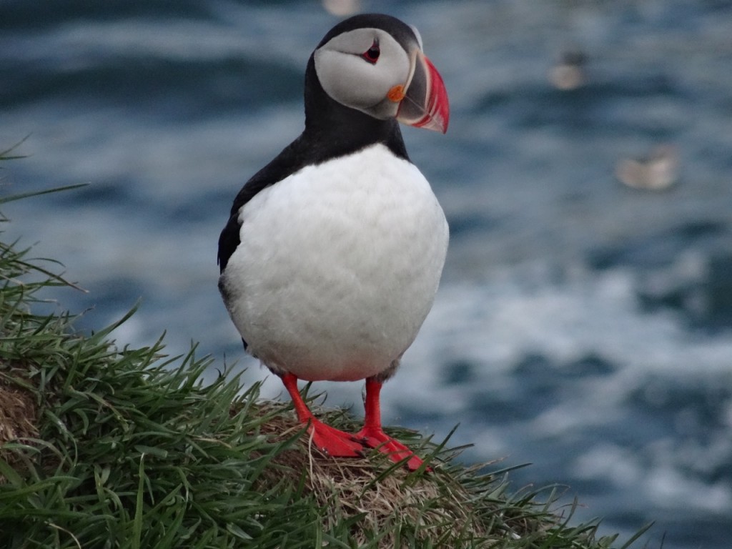 Fotogener Papageitaucher im Borgarfjördur Eystri. 13.06.2015