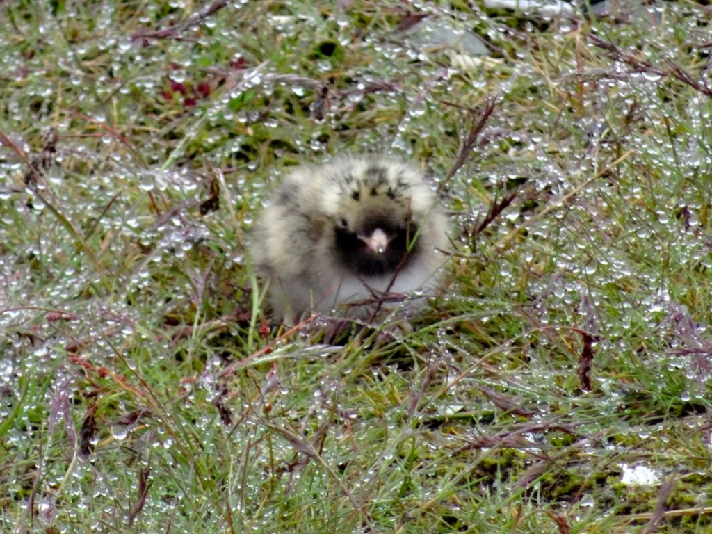 Flaumiges Küstenseeschwalben-Kücken im taunassen Gras. 22.06.2015