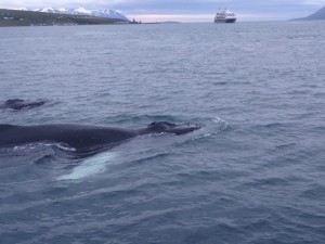 Wale nahe an der Ambassador, weiter draussen dreht ein Kreuzfahrtschiff Beobachtungsrunden. 07.08.2015