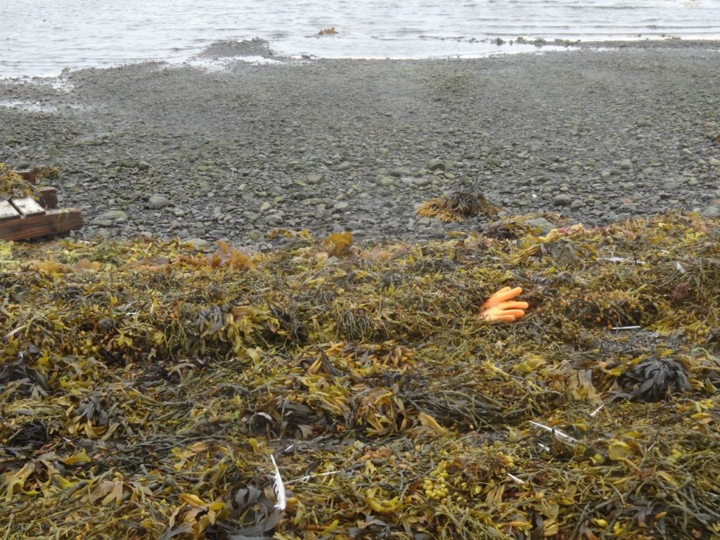 Krimireifes Strand-Stilleben in Strandir. 06.07.2014